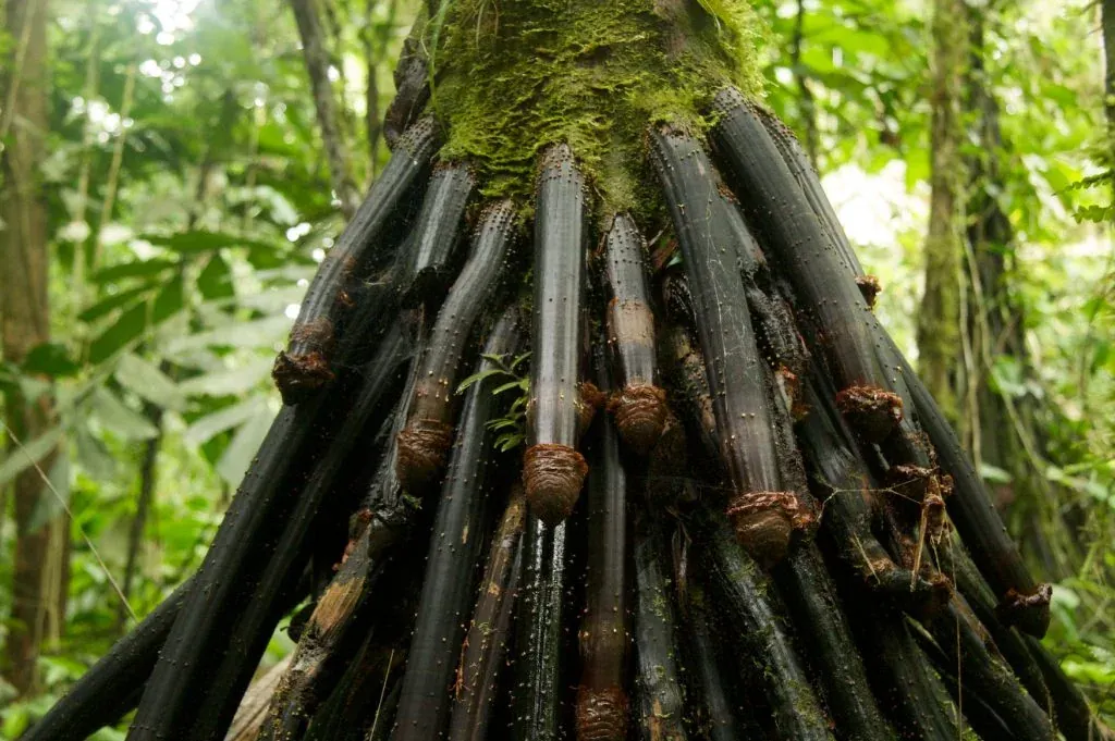 A stock photograph of a buttressed rainforest tree with stilt roots, supplied in the Primal Grow Pro asset pack